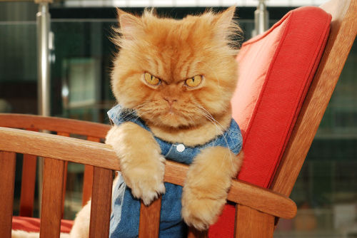 beben-eleben:Meet Garfi, The World’s Angriest Cat