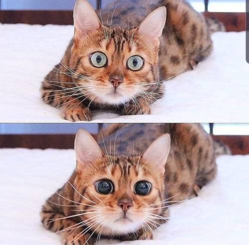 justcatposts:Target Acquired (via)