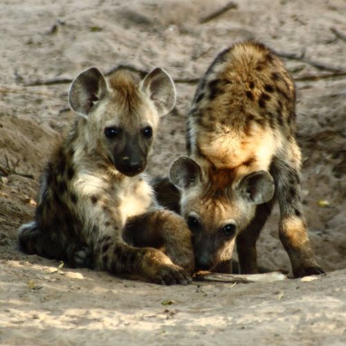 hyenasarecutedammit: Just two lil rapscallions, hanging out 