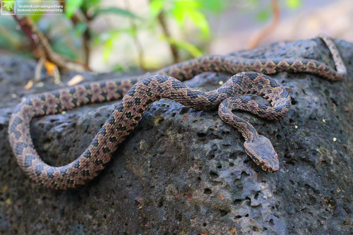  New species : Omkoi lance-headed pit viper (Protobothrops kelomohy), Thailand. 