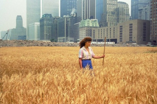 historicaltimes:A wheatfield in the heart of Manhattan, 1982 via reddit