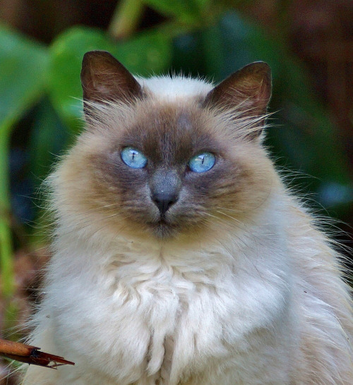 Sabrina (by Larry Broido)