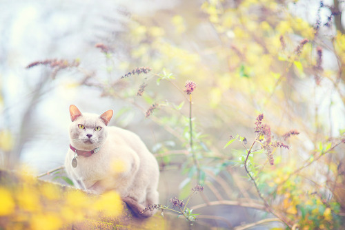 Ronnie in the Garden -06/01/13 (by Nadia Swindell Photography)