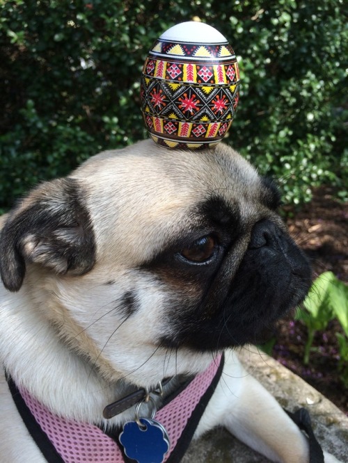 wombatarama: Pug with pysanka on head (today we learned that ‘pysanky’ is plur