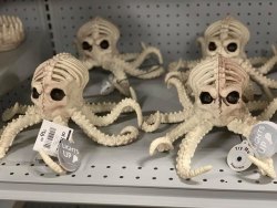 bogleech: I literally suggested four years ago that the same company making skeleton spiders should make skeleton octopuses for halloween and I’ve seen photos of these arriving in some stores already as we speak??!?! they even have the spinal column