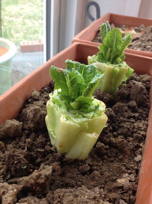 hollowfacade:robosnotart:amroyounes:8 vegetables that you can regrow again and again.ScallionsYou ca