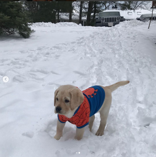 This is Apollo and his stepdaughter Juno. They went shopping for something to keep Juno warm in the 