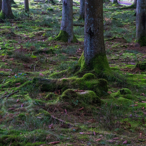 The High Fens (Hautes Fagnes), Liège Provience, Belgium by Falcdragon on Flickr.