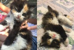 catsandkitten:  Mother-in-law found this sweetie in a ditch malnourished and full of fleas. Cleaned and nursed her back to health.