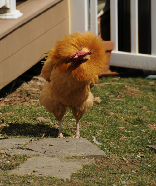 Buff Orpington rooster fluffing his feathers. 