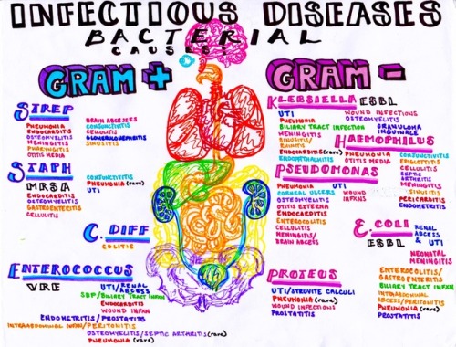 hansonsanatomy: Infectious bacterial diseases and where to find them