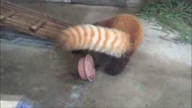 obeekris-redux:  fishmech:red panda attack