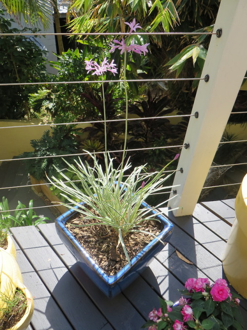 ryttu3k:Spring garden progress~First row: native wisteria! Flowering like gangbusters. Also visible 