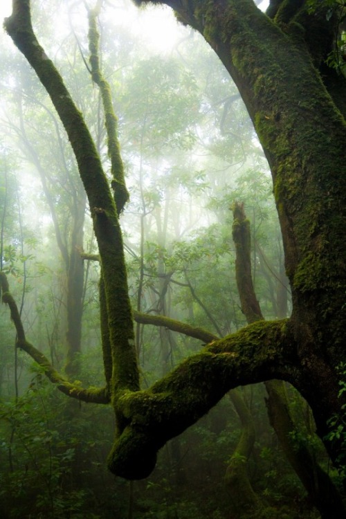 celtic-forest-faerie:{Foggy Forest} by {Loris Oehen}