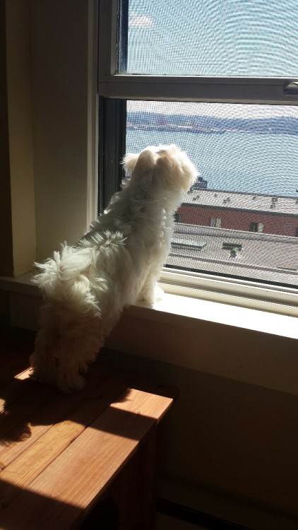 Small fluff looking out the window on a very nice day. 