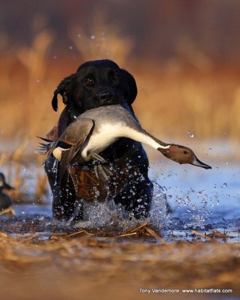 gentlemanbobwhite:  Visit #gentlemanbobwhite for more pics about bird hunting, good