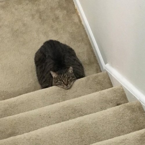 trixclibrarian: world-of-cats: I turned on the lights to see this waiting for me at the bottom of th