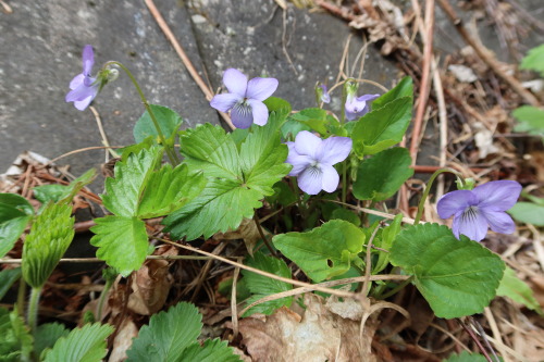 anskupics: Viola — violets