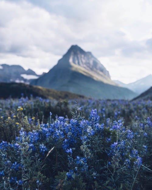 glacier national park- beyond your wildest dreams.