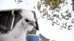 wiccanthropy:   Fluffy Chicken Day 2013  It seems like just an hour ago we helped