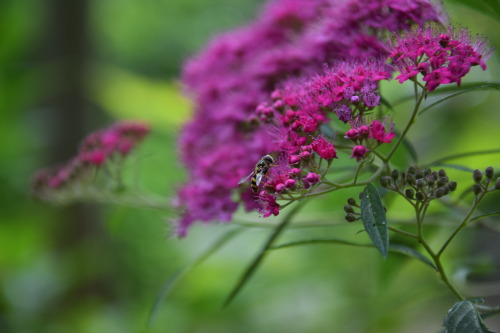 Spiraea japonica