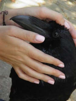 becausebirds:  Raven. Notice how much bigger their breaks are compared to crows. 