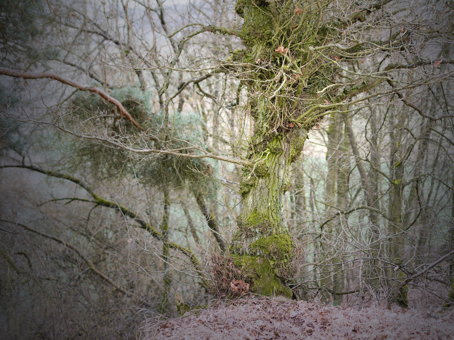 Dark Oak Forest Explore Tumblr Posts And Blogs Tumgir