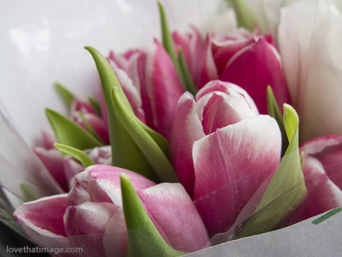 this-odd-in-me:   i would love to have some tulips <3 🌷🌷🌷  