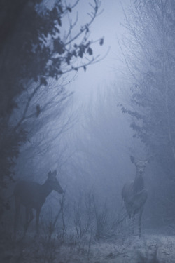 visualechoess:  in the mist by: Nicolas Le Boulanger 