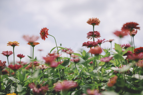 daisy-hananoko - HANA