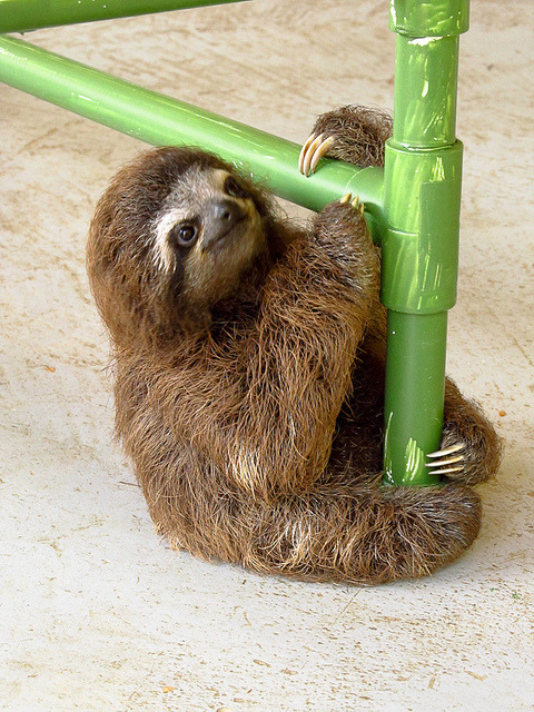 thatslothblog: eternalsloth:  eternalsloth  - ~