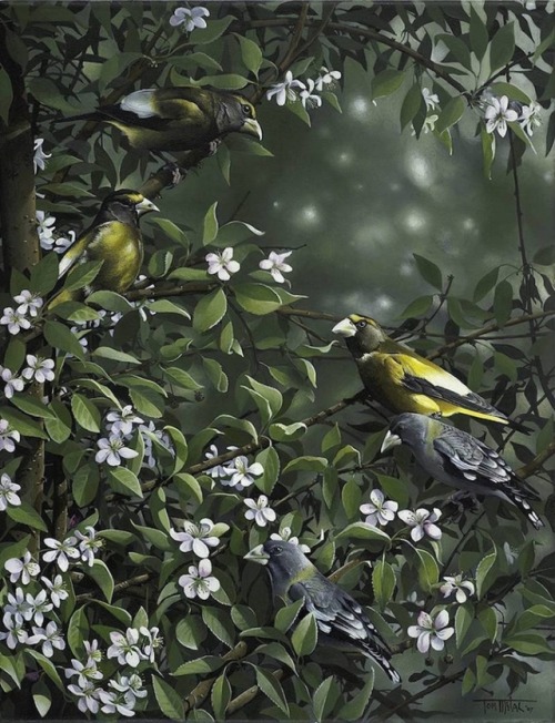 mymodernmet:Interview: Oregon Wildlife Painter Captures the Beautiful Diversity of Local Birds