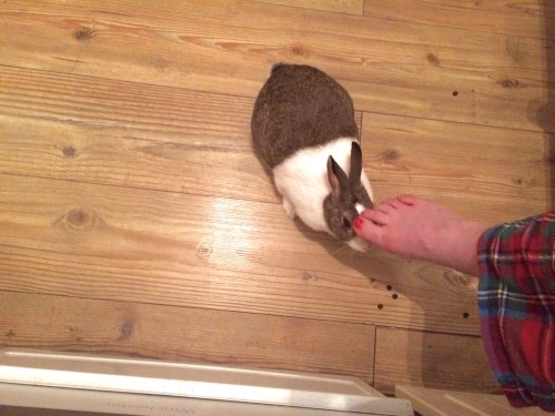 I&rsquo;ve been petting Ginger with my foot for a good 15 minutes now. Will I ever be allowed to