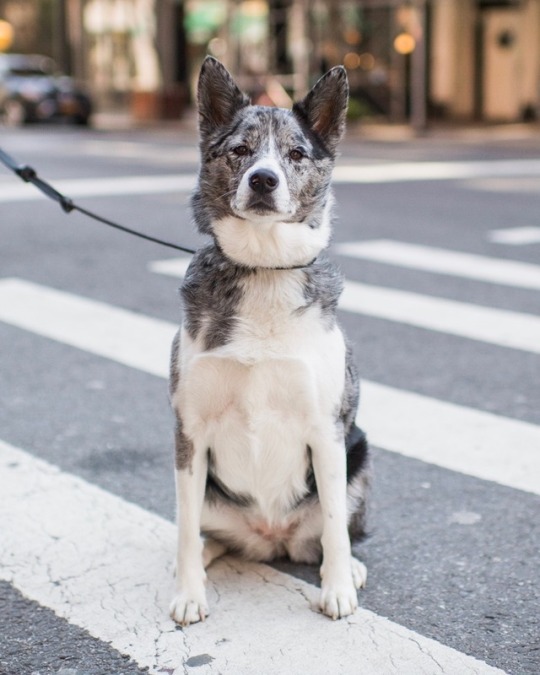 Australian Shepherd - Sidewalk Dog