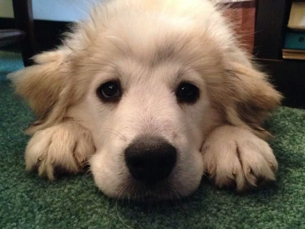 cute-overload:  I can’t get over the cuteness of this puphttp://cute-overload.tumblr.com