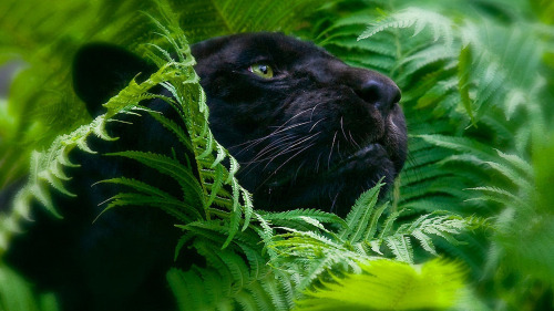 biga55cats:  ✞✰More CATS!✰✞