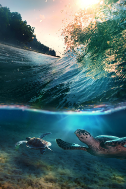 waasabi:  Tropical paradise with turtles by Vitaliy