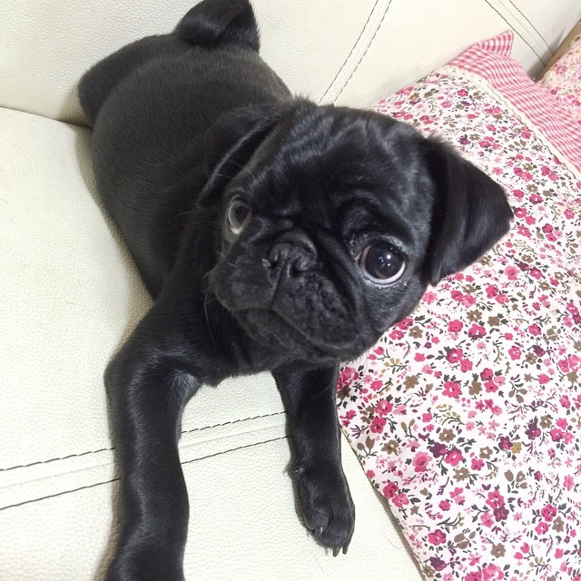 ihugpugs:  Dog Lover Shirts: http://bit.ly/1sIvs6I