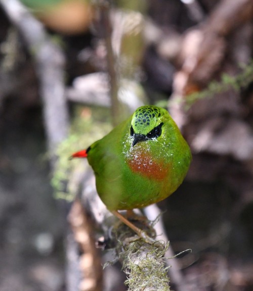 nearfrontalbirdity:Fire-tailed Myzornis (Myzornis pyrrhoura) © Rofikul Islam