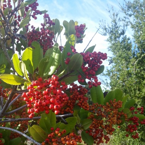 Northern California winter trades snow for sunshine and holly for toyon berries.