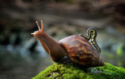 clearpetals:  I wish I was a snail because everyone would want to be my friend. c: 