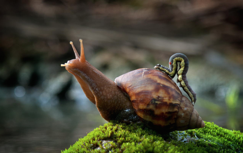 rosaleithewitch:  nubbsgalore:  need a lift? photos by nordin seruyan in central borneo   Snails are cinnamon rolls and must be protected at all costs