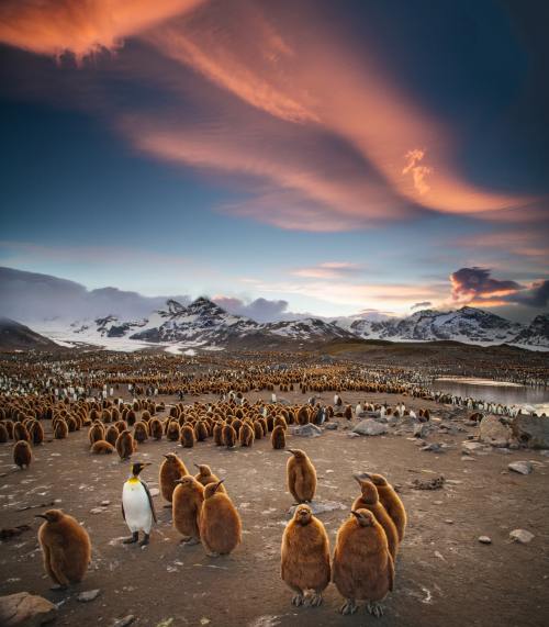 King penguin colony at sunset, South Georgia photo by Ian Parker