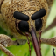 wonderweevil