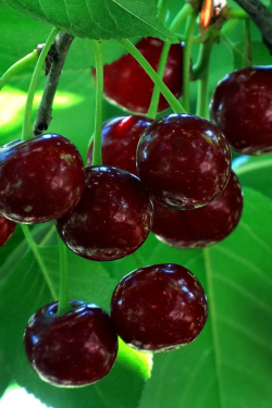 tulipnight:  Cherries by dannety