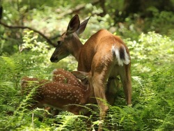 celtic-forest-faerie:  {Whitetail Fawns Feeding On Mom} by {Shill718}