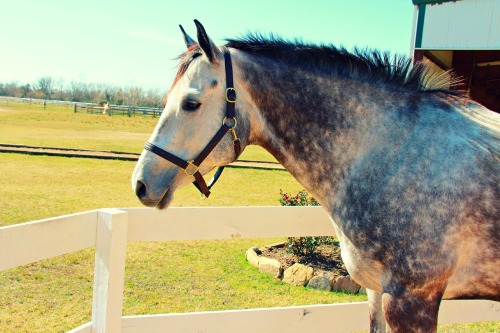 craigslisthorses:February horse of the month! Leath–Hedger’s Kitty 