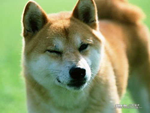 gloomydoomy:  shiba inus are fucking rad. i mean, look at how derpy they are. even the ones who aren’t smiling, they are still super derpy. how many other dog species are like this?  shiba inus win. shiba inus for life. <3