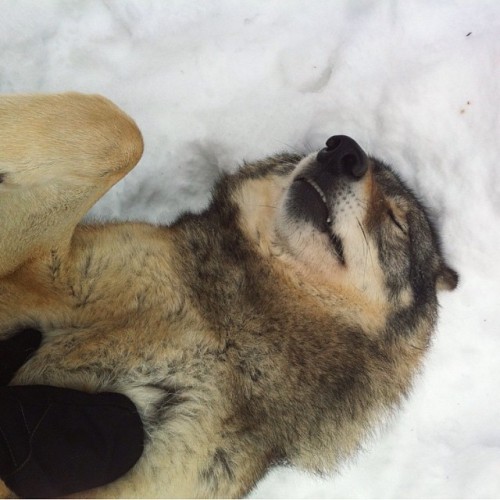 worldofwolvesofficial:  Tummy rub @mf_frigon #shoutout #wolfrescue