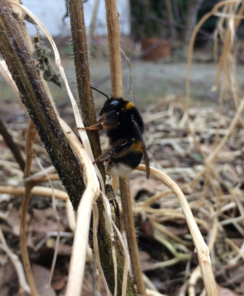 thebeeblogger: peaseblossommustardseed: #bumblebee queen (Bombus terrestis) february 27 shes a very 